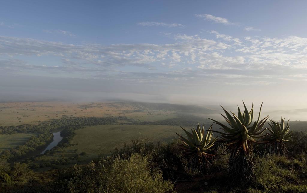 Hlosi Game Lodge - Amakhala Game Reserve Buyskloof Exteriör bild